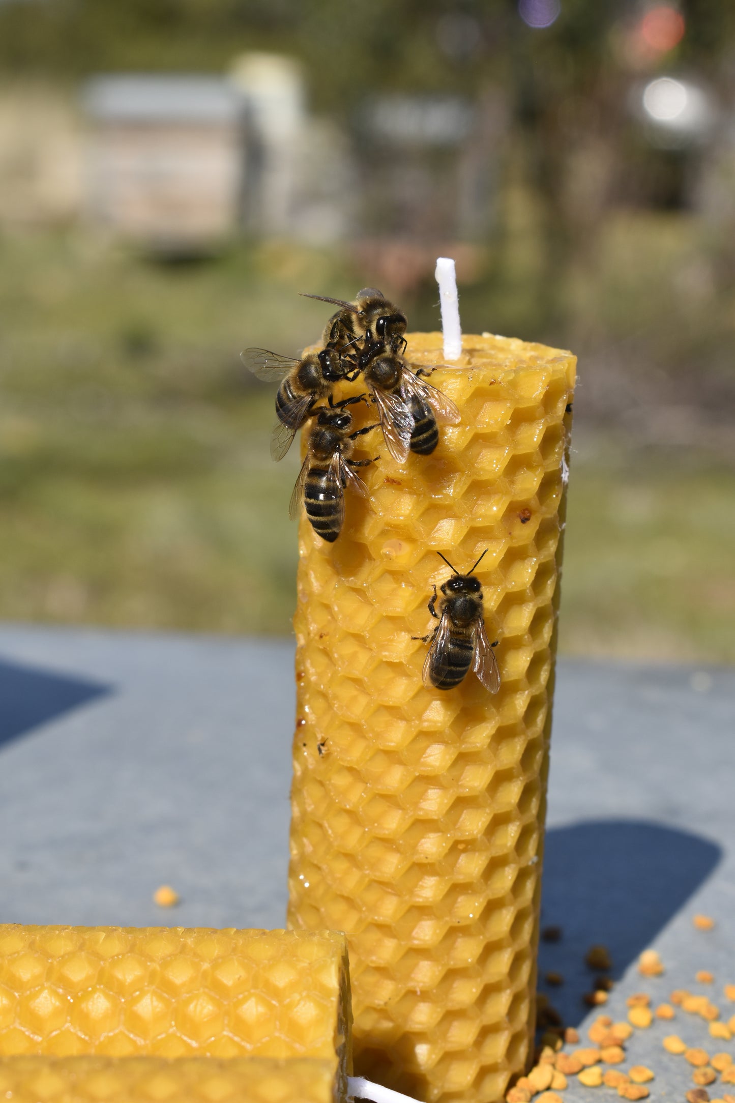 Velas de Cera de Abeja